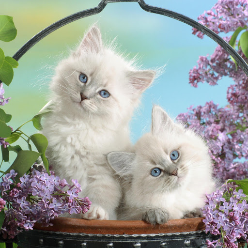 Hd-145554-ascw145554