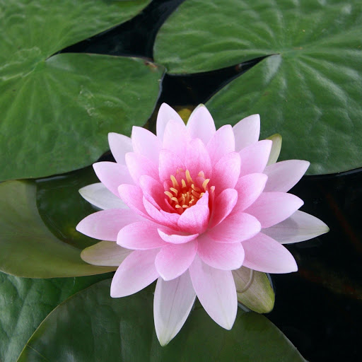 Hd-165751-ascw165751