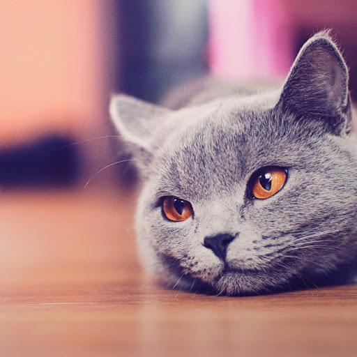 Hd-155024-ascw155024