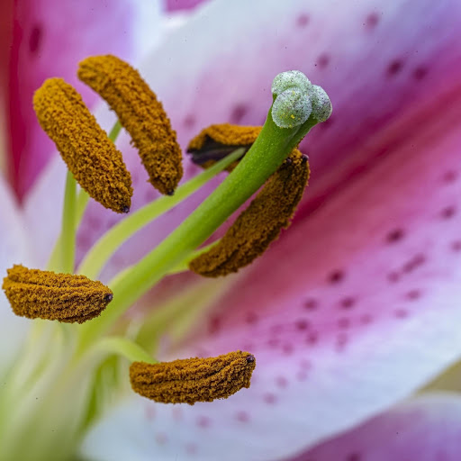 Hd-166993-ascw166993