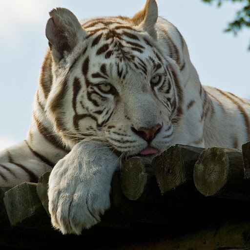 Hd-180368-ascw180368