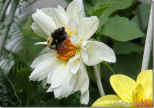 Dahlia Bumblebee
