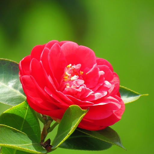 Hd-177171-ascw177171