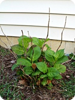 full sun hydrangea