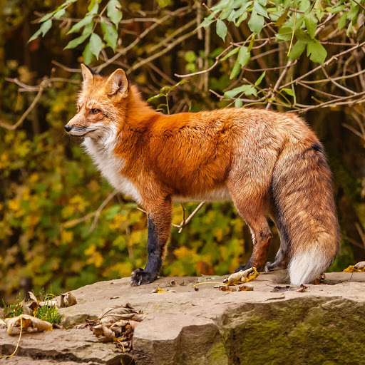 Hd-166384-ascw166384