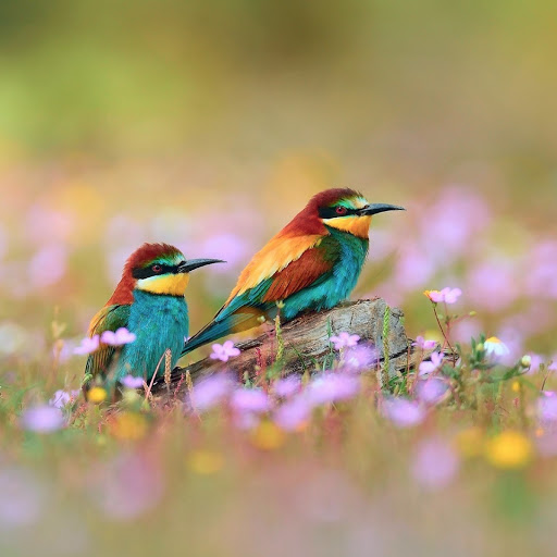 Hd-180103-ascw180103