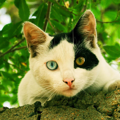 Hd-152800-ascw152800