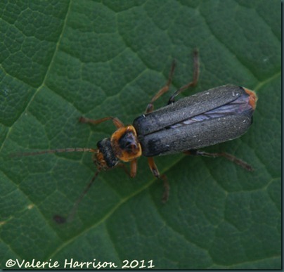 soldier-beetle Cantharis nigricans