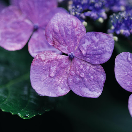 Hd-171104-ascw171104