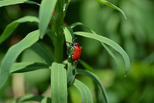 Red lily beetle or Lily beetle - Lilioceris lilii