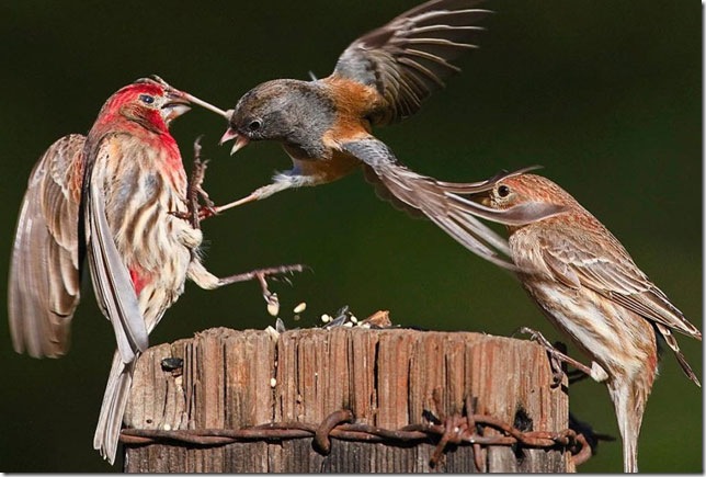 bird-fighting-birds