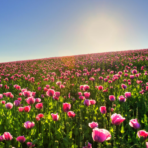 Hd-171486-ascw171486