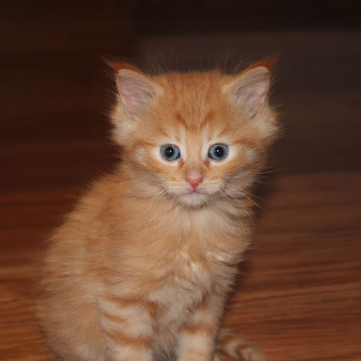 Hd-155985-ascw155985