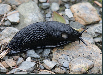 24-large-black-slug