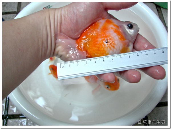 金魚長多大,金魚能長多大,金魚尺寸,金魚公分,金魚size,金魚大小,珠鱗大小,珠鱗尺寸