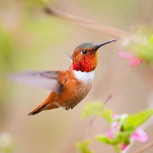 Hd-177886-ascw177886