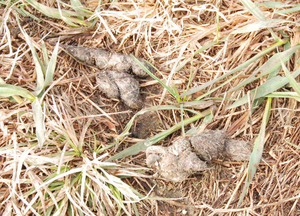 coyote scat coyote scat