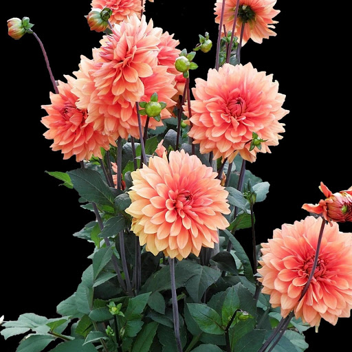 Hd-146404-ascw146404