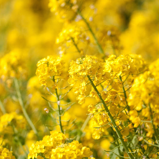 Hd-138561-ascw138561