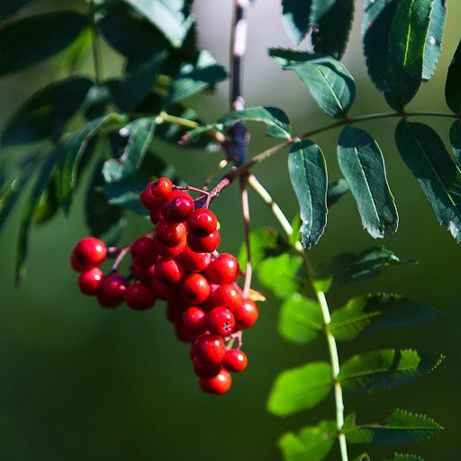 Hd-171200-ascw171200