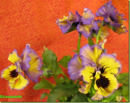 viola del pensiero arricciata