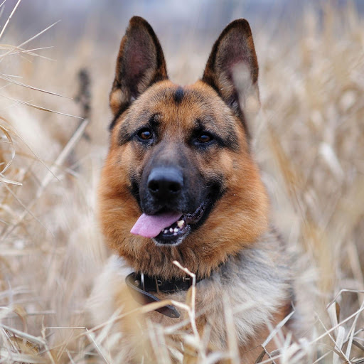 Hd-182637-ascw182637