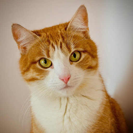 Hd-169016-ascw169016