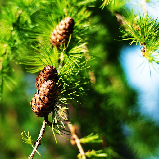 Hd-161768-ascw161768