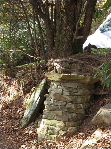 blocks to hold up tree on trail at Brasstown Bald