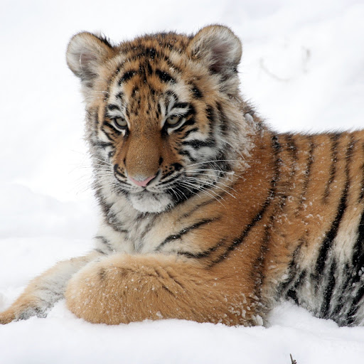 Hd-175322-ascw175322