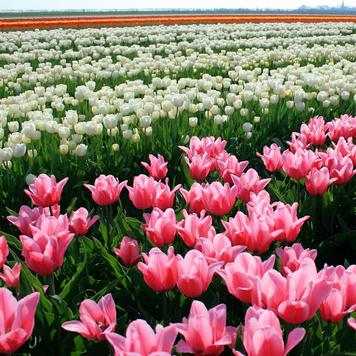 Hd-134105-ascw134105