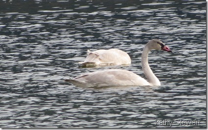 3 Young Trumpeter Swans and a Common Merganser