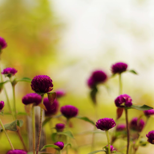 Hd-168234-ascw168234