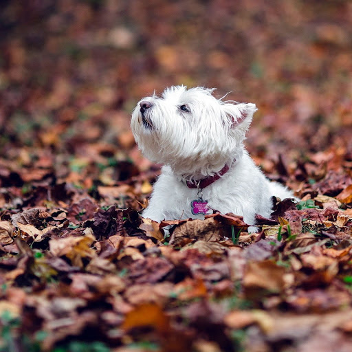 Hd-137632-ascw137632