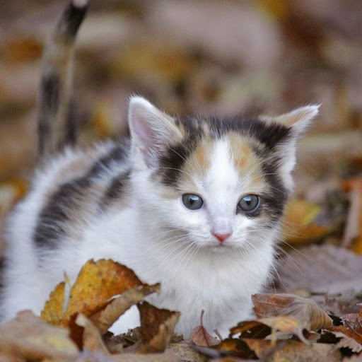 Hd-178175-ascw178175