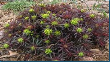 Euphorbia - Cypress Spurge'