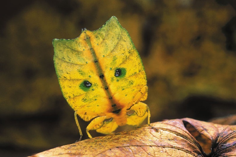 Extraordinary Camouflage of Walking Leaves | Amusing Planet
