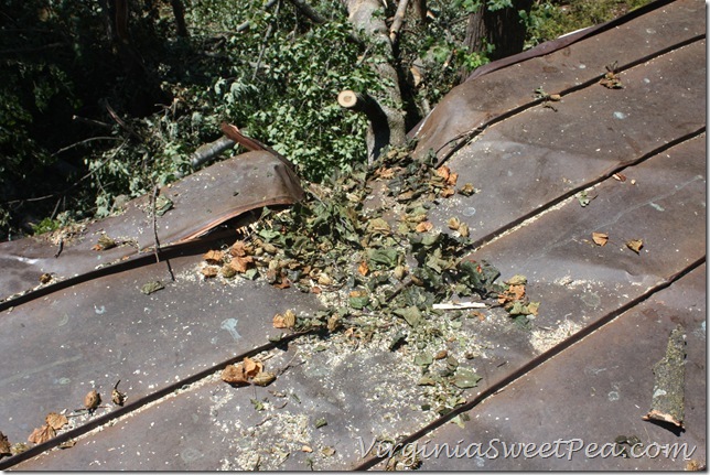 Roof Damage5