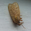 Banded Tussock Moth