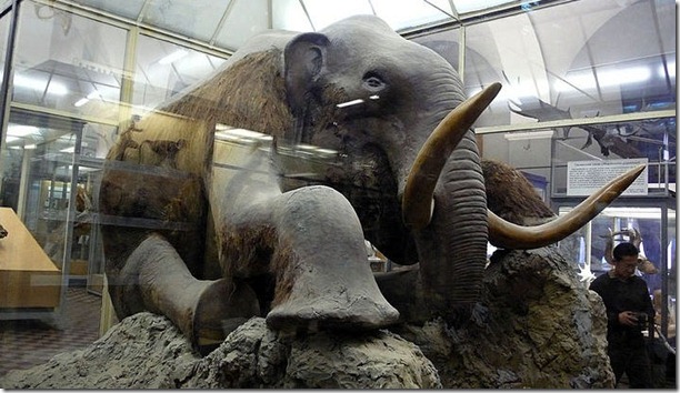 Beresovka mammoth, in The Museum of Zoology, St. Petersburg