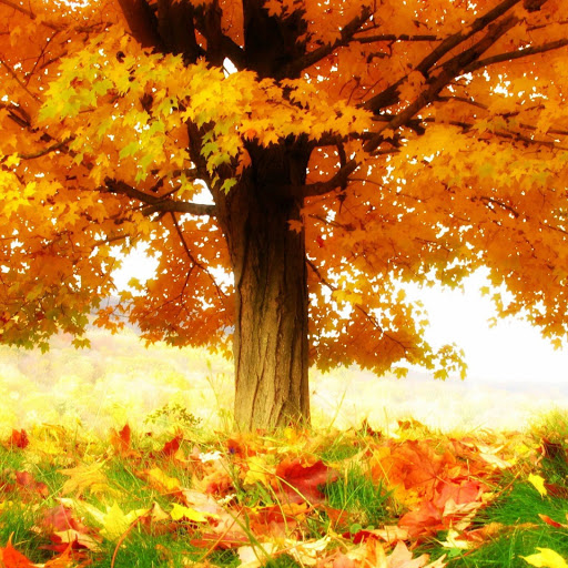 Hd-160260-ascw160260