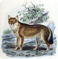 FalklandIslandFox2 FalklandIslandFox2