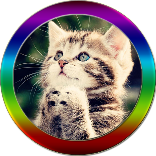 Talking Cat Videos 娛樂 App LOGO-APP開箱王