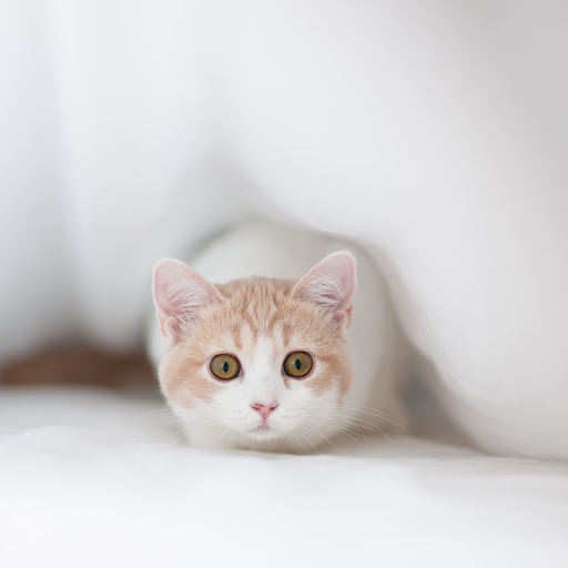 Hd-176269-ascw176269