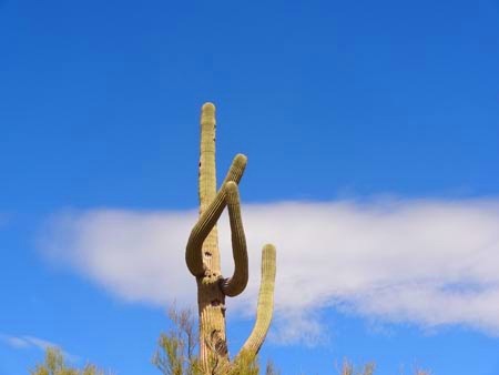 [praying-cactus3.jpg]