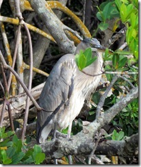 Blue Heron in the mangroves