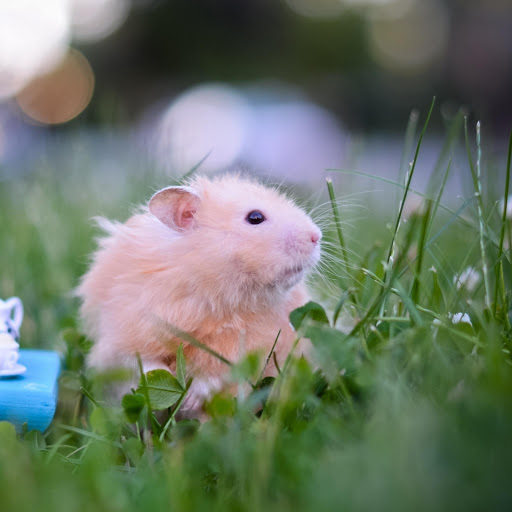 Hd-131418-ascw131418