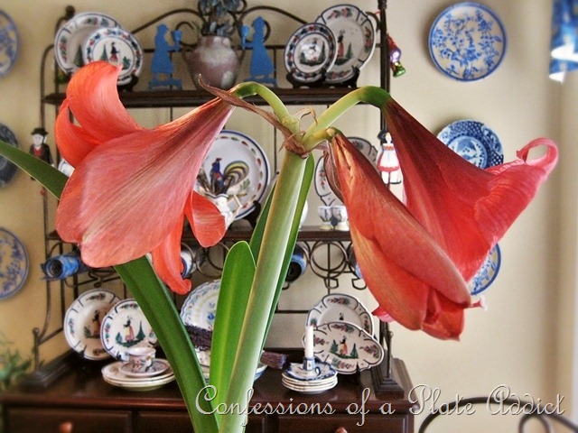 [Amaryllis%2520blooms%255B15%255D.jpg]