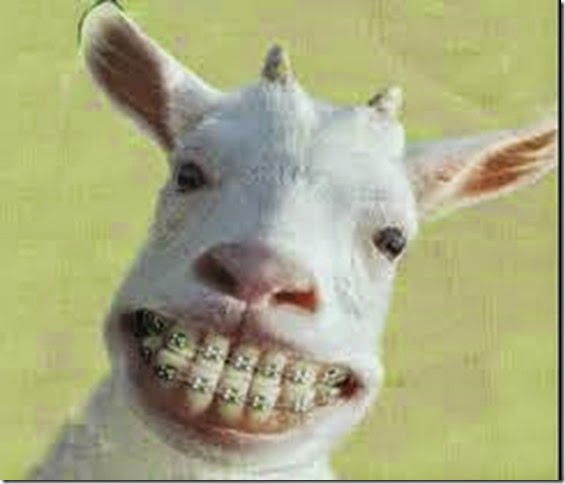 goat braces
