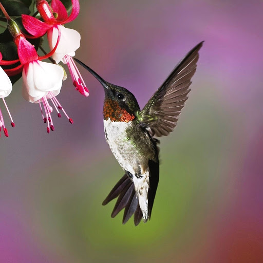 Hd-145607-ascw145607